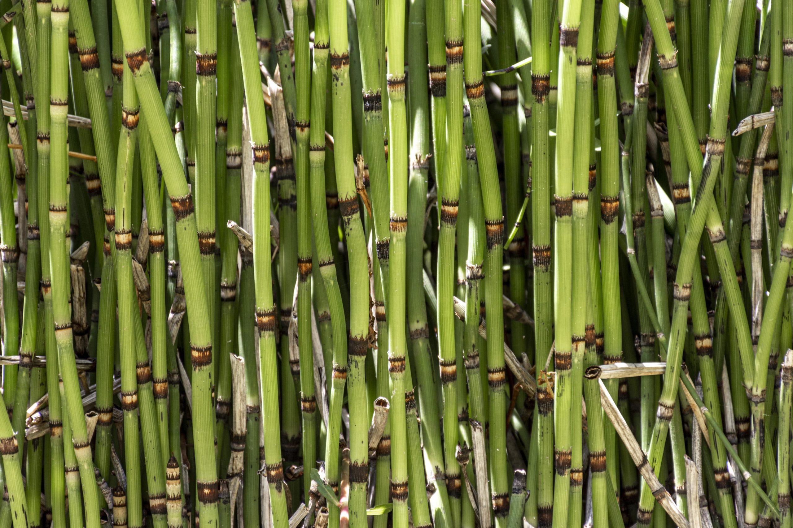 Bamboo plants shows great potential to become the next big renewable energy  source •